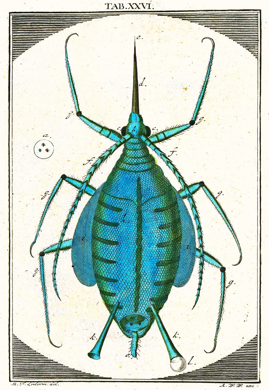 Levéltetű illusztrációja, Musement Microscopique, 1764 (színes metszet) alkotó: German School