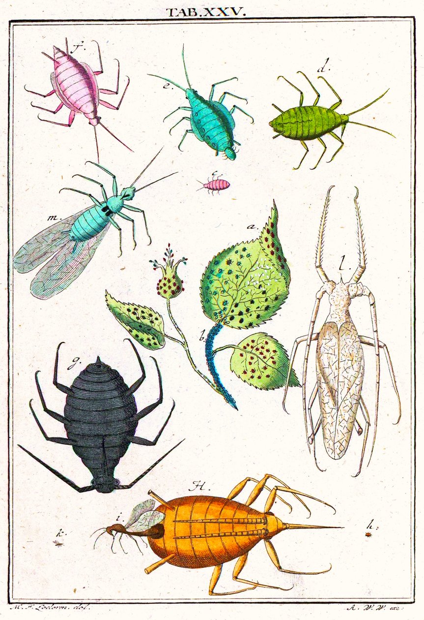 Illusztráció különféle kerti kártevőkkel, Musement Microscopique, 1764 (színes metszet) alkotó: German School