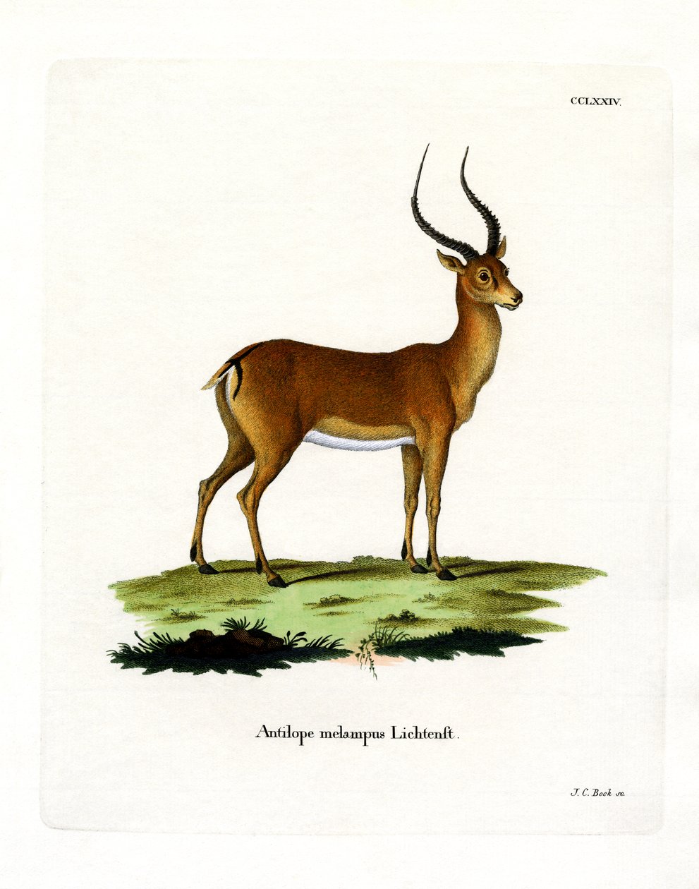 Impala (színes metszet) alkotó: German School