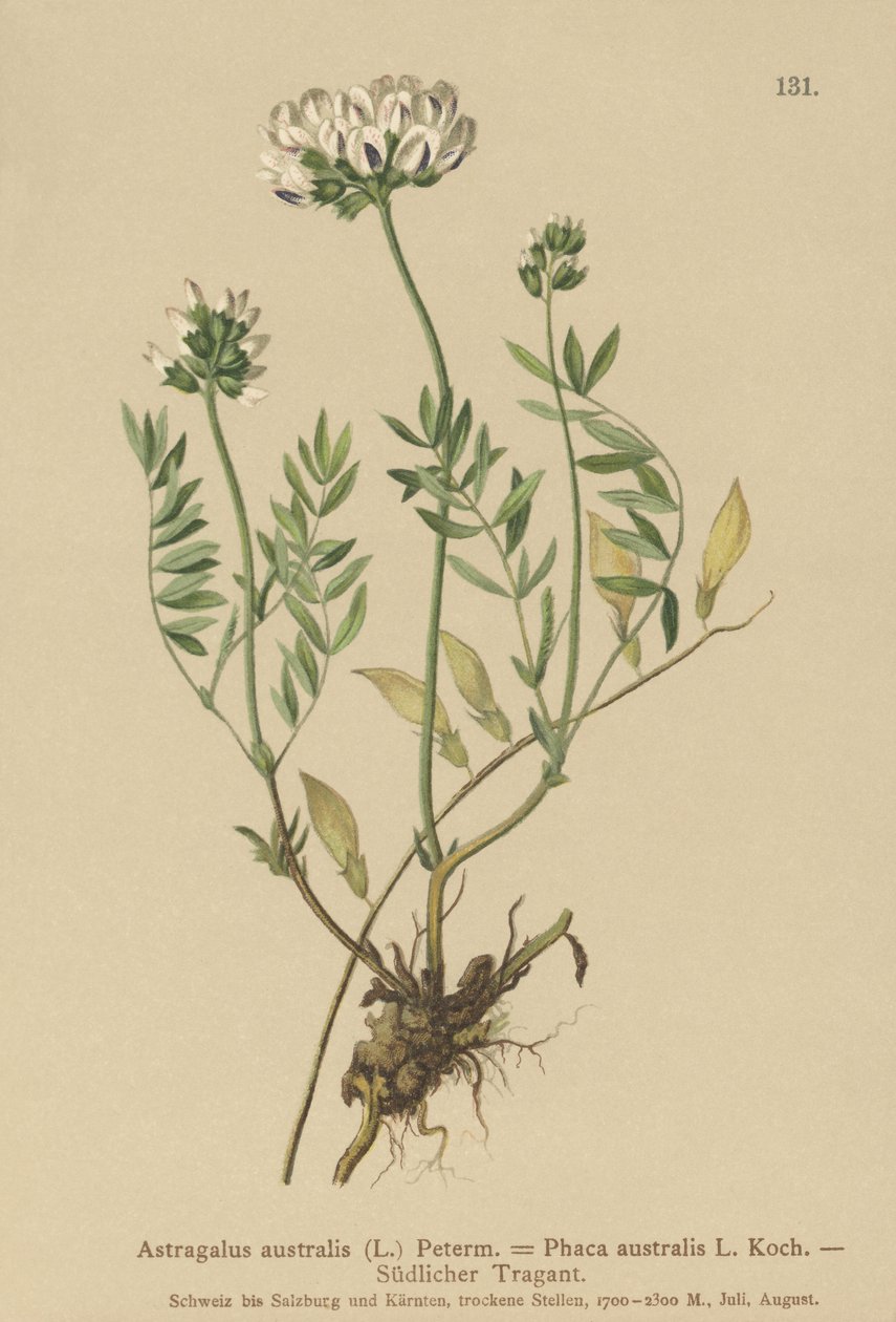 Indiai tejbogyó (Astragalus australis, Astragalus aboriginum, Phaca australis) alkotó: German School
