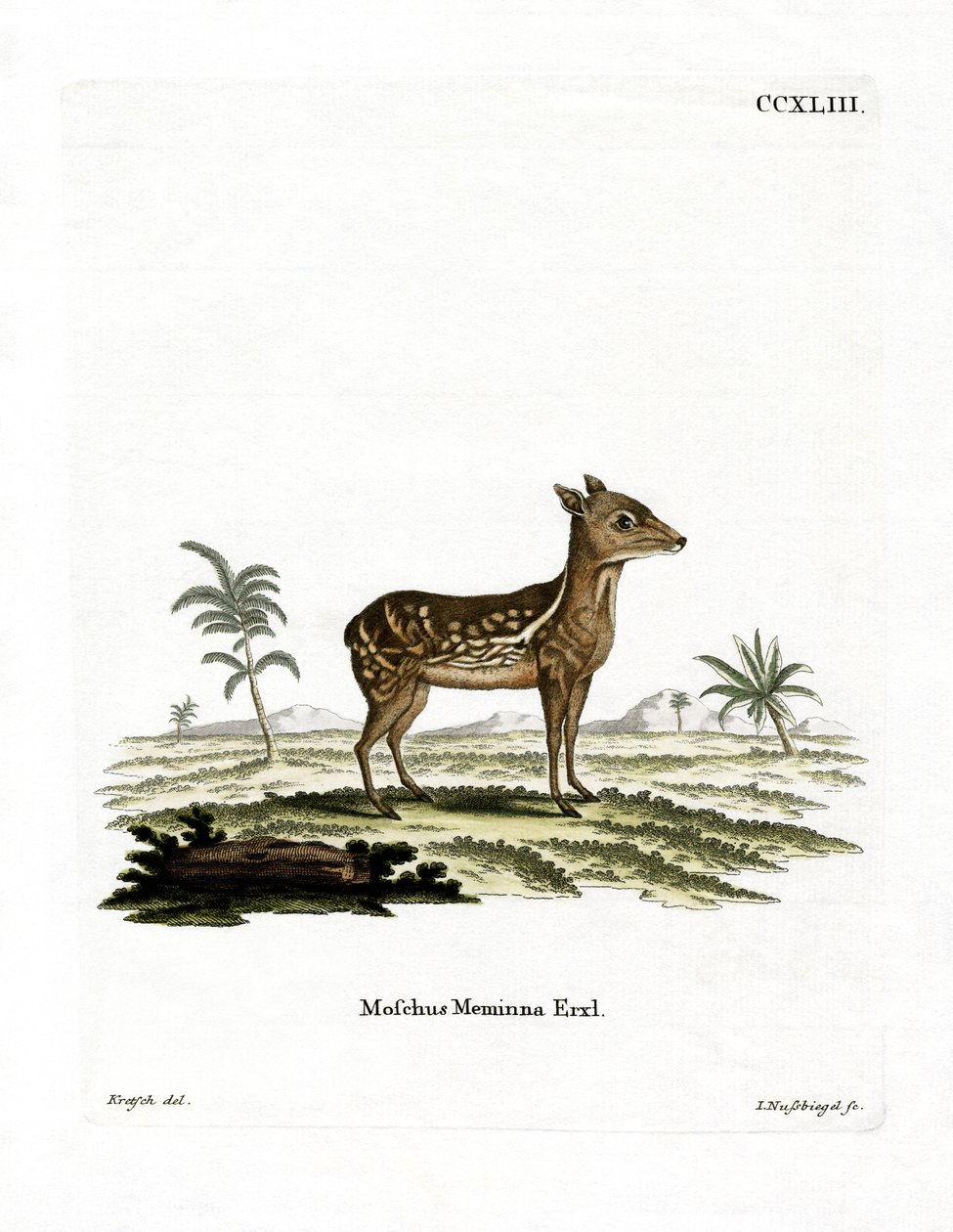 Indiai foltos Chevrotain (színes gravírozás) alkotó: German School