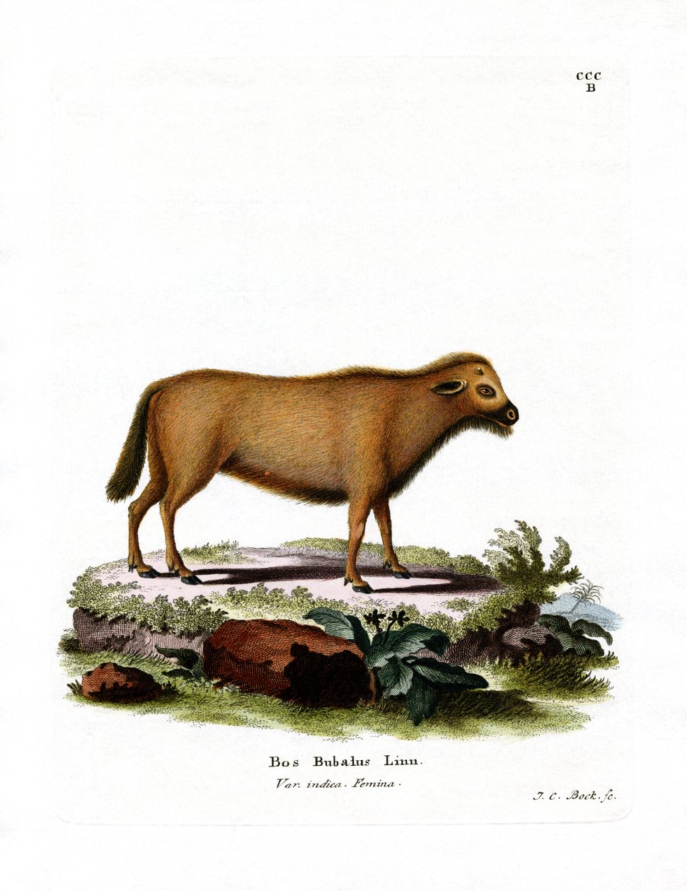 Indian Water Buffalo (színes metszet) alkotó: German School