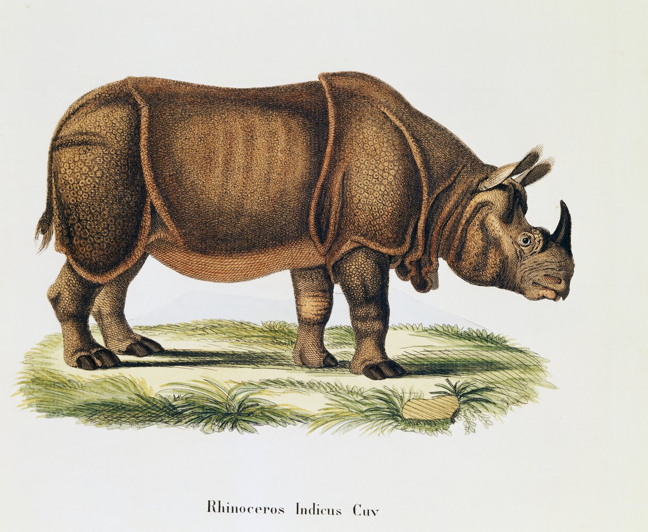 Indiai orrszarvú (Rhinoceros indicus), az emlősök közül, a természetből leírásokkal illusztrált, Johann Christian Daniel von Schreber (1739-1810), metszet és rajz: A Fleischmann, 6-7. kötet, 317-D-D táblázat, Németország alkotó: German School