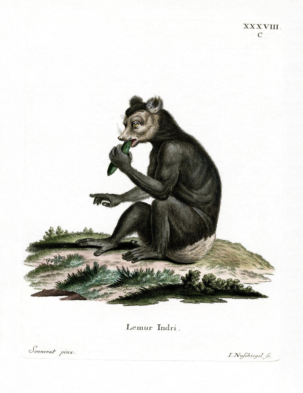 Indri (színes metszet) alkotó: German School