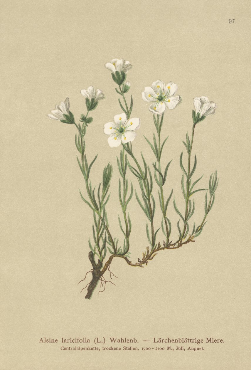Belső alpesi homokfű (Alsine laricifolia, Minuartia laricifolia, Arenaria laricifolia) alkotó: German School