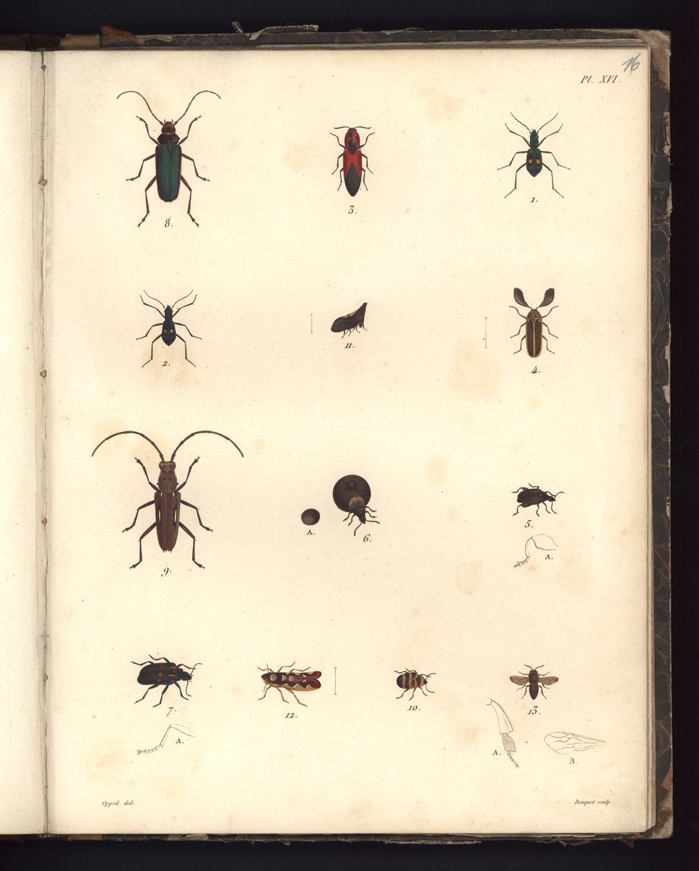 Insecta, Pl. XVI, illusztráció a zoológiai és összehasonlító anatómiai megfigyelések kompendiumából, készült az Atlanti-óceánon, az új kontinens belsejében és a Déli-tengeren a 179-es években alkotó: German School