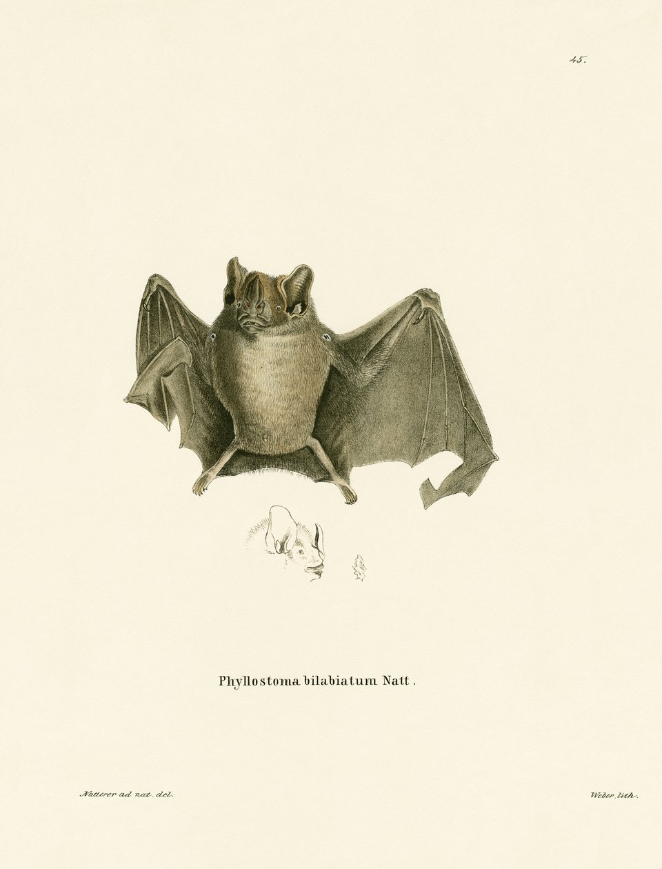Ipanema Bat (színes metszet) alkotó: German School