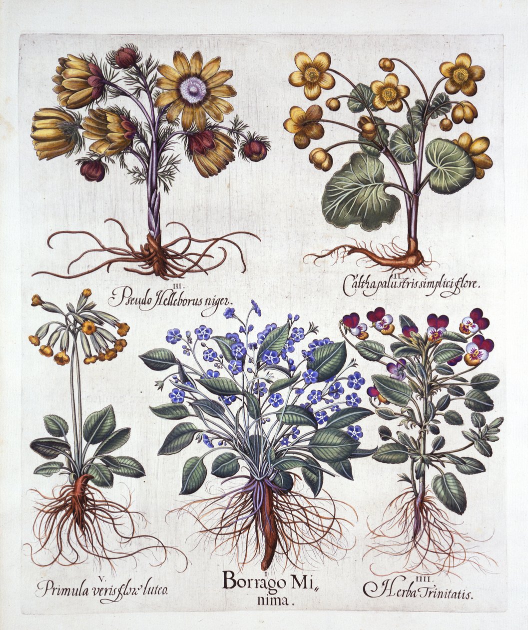 Ipheion Rolf Fiedler tavaszi csillagvirág, Marsh Marigold, Pseudo Helleborus, Viola Tricolor és Cowslip, Hortus Eystettensistől, Basil Besler (1561-1629), pub. 1613 (kézzel színezett metszet) alkotó: German School