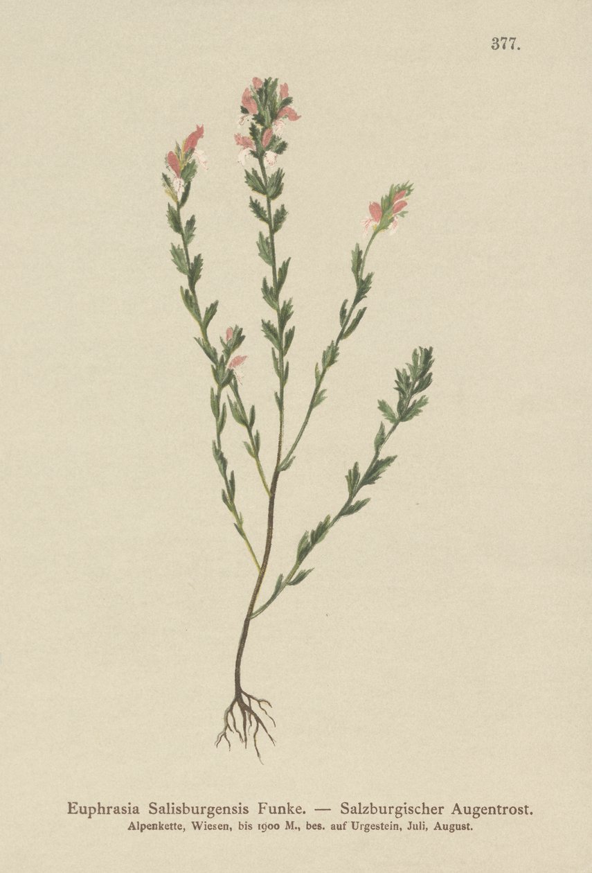 Irish Eyebright (Euphasia Salisburgensis) alkotó: German School
