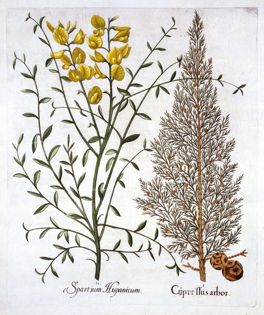 Olasz ciprus és spanyol seprű, a Hortus Eystettensistől, Basil Besler (1561-1629), pub. 1613 (kézzel színezett metszet) alkotó: German School