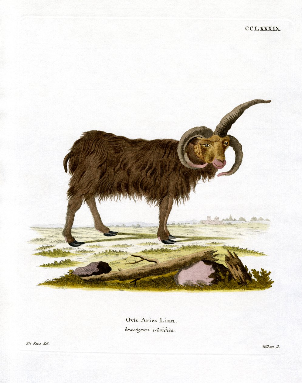 Jacob Sheep (színes metszet) alkotó: German School
