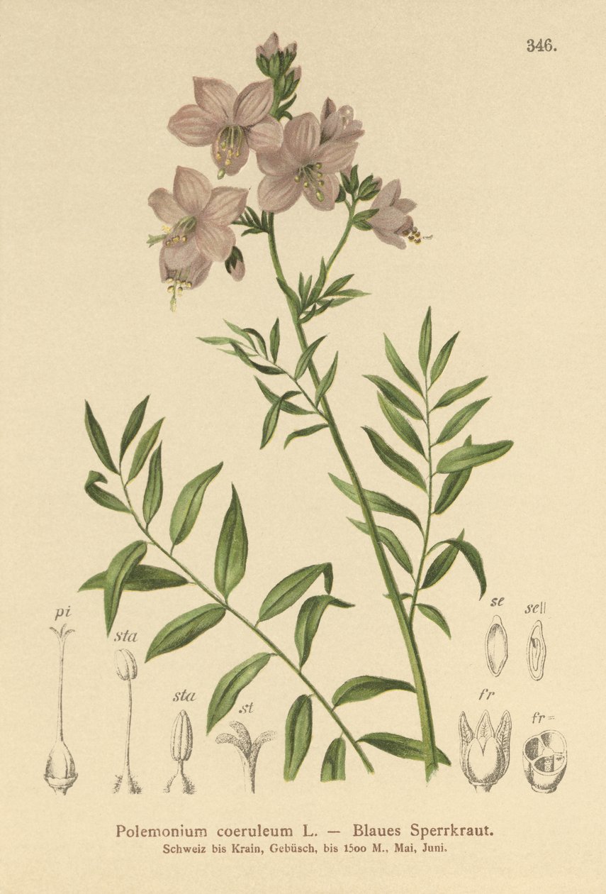 Jacobs létra (Polemonium coeruleum, Polemonium blue) alkotó: German School