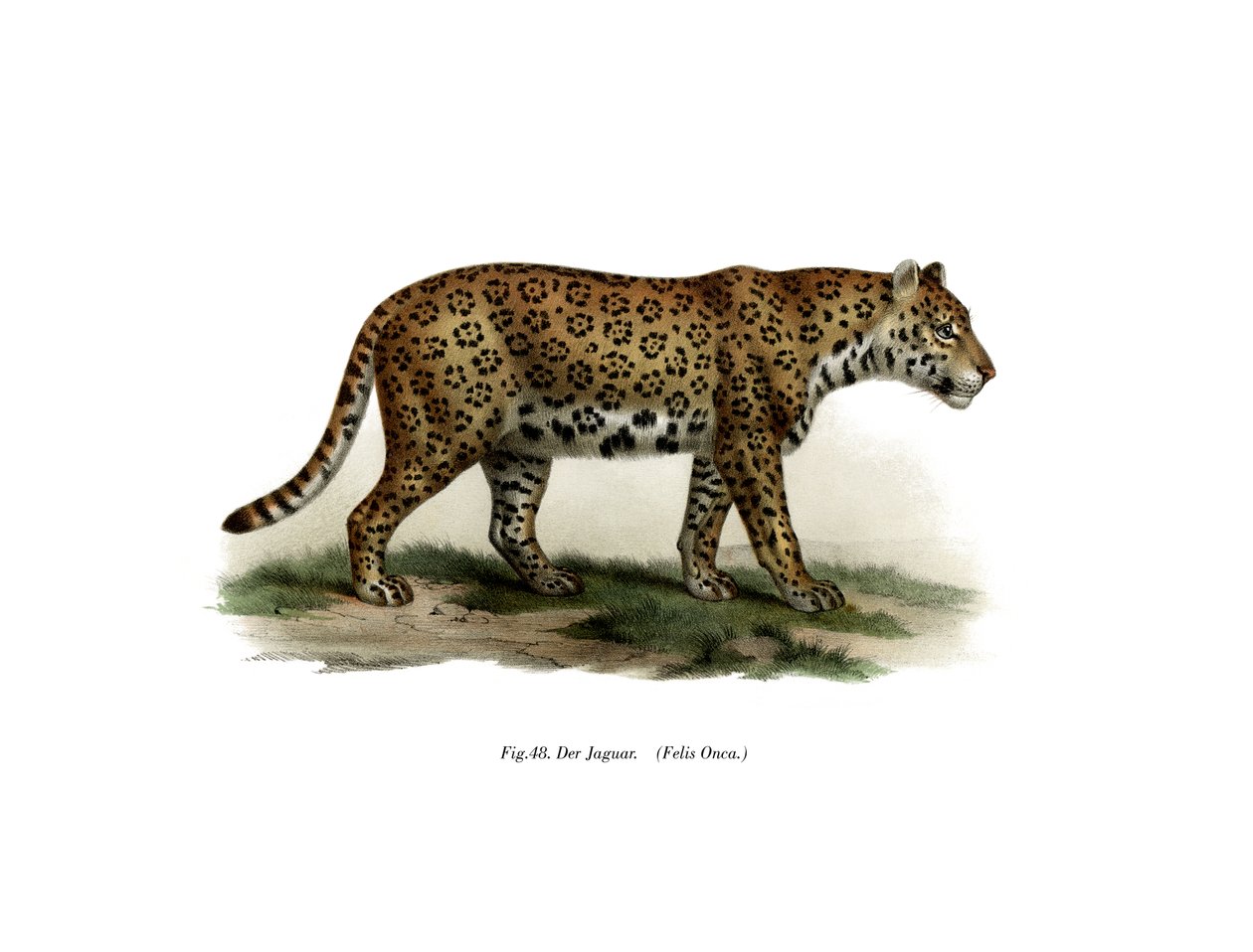 Jaguár, 1860 alkotó: German School