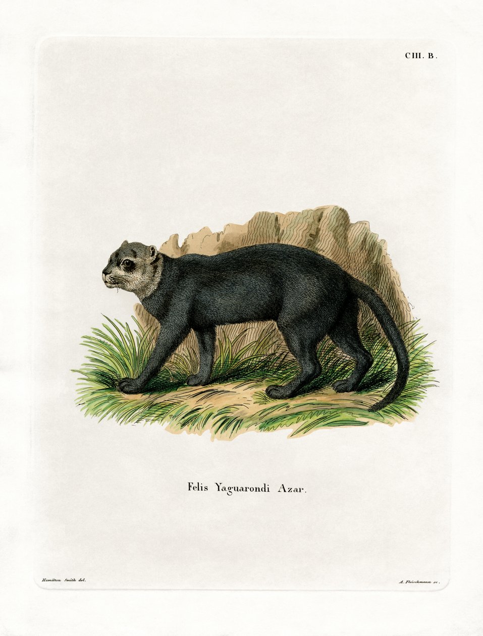 Jaguarandi (Kabured-metszet) alkotó: German School