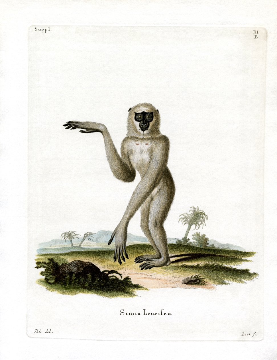Java Silvery Gibbon (színes metszet) alkotó: German School