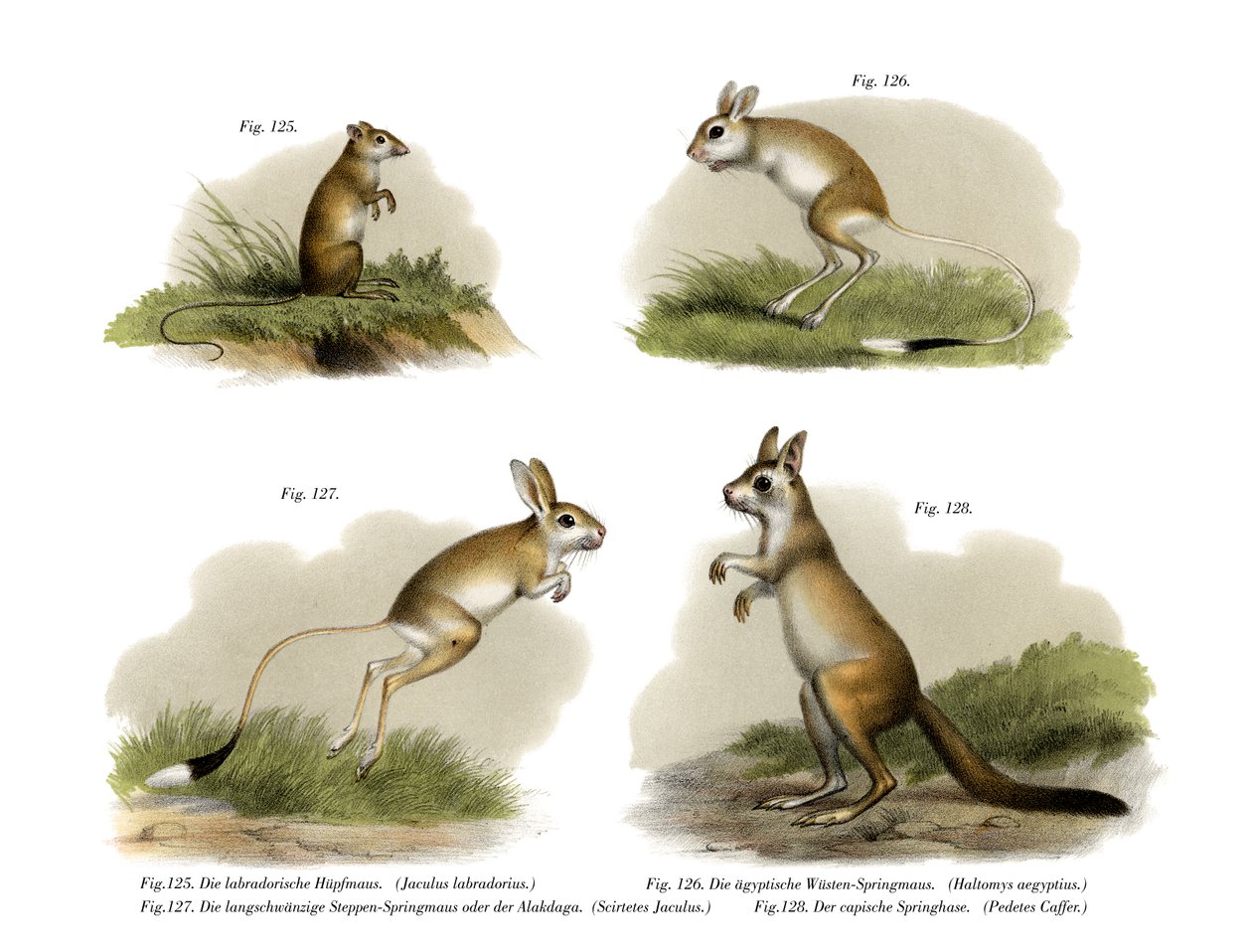 Jerboa, 1860 alkotó: German School