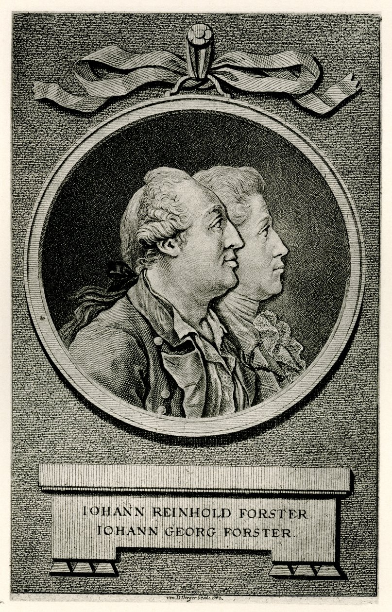 Johann Georg Forster alkotó: German School