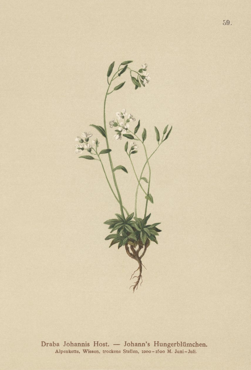 Johns Whitlow-grass (Draba Johannis) alkotó: German School