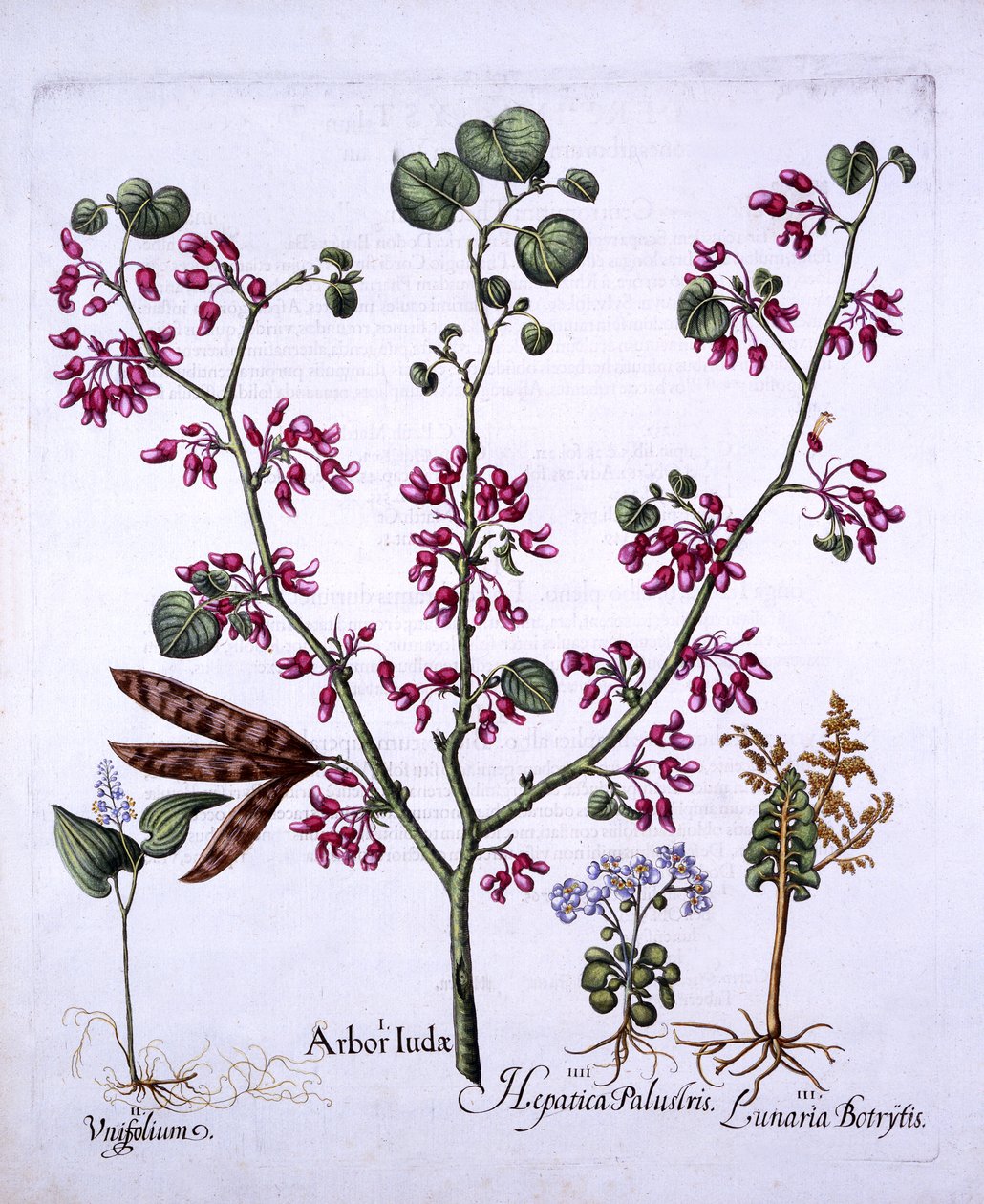 Judas Tree, May Lily, Moonwort, Liverwort, Hortus Eystettensis, Basil Besler (1561-1629), pub. 1613 (kézzel színezett metszet) alkotó: German School