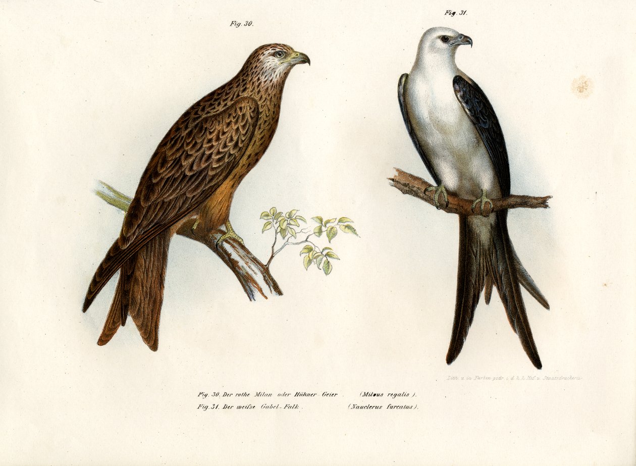 Kite, 1864 alkotó: German School
