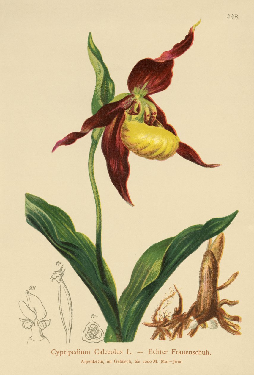 Ladys papucs (Cypripedium Calceolus) alkotó: German School