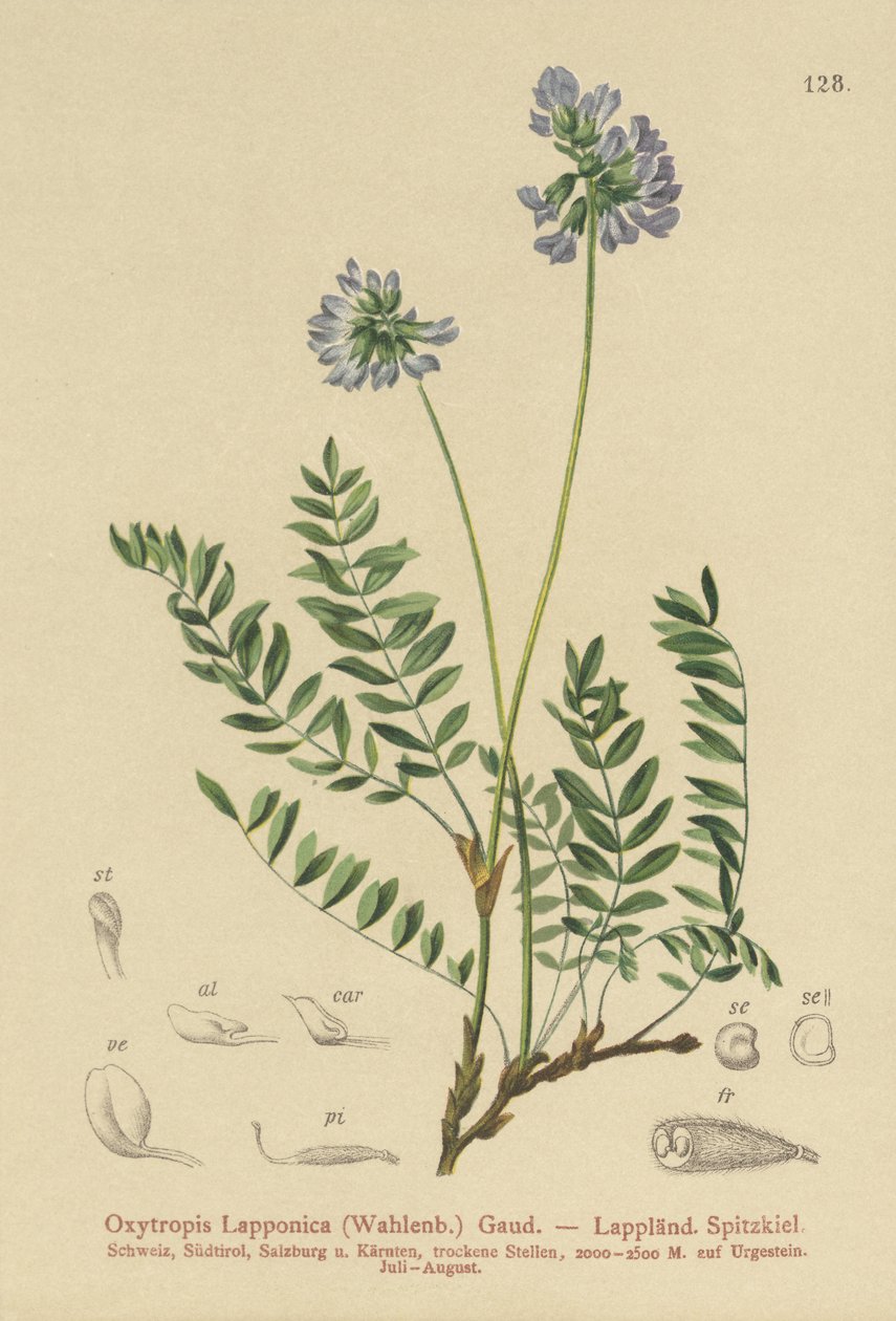 Lappföldi bükköny (Oxytropis Lapponica) alkotó: German School