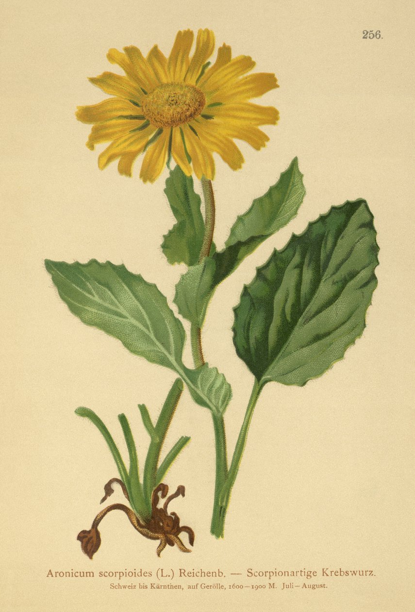 Nagyvirágú leopárd (Aronicum scorpioides, Doronicum grandiflorum) alkotó: German School