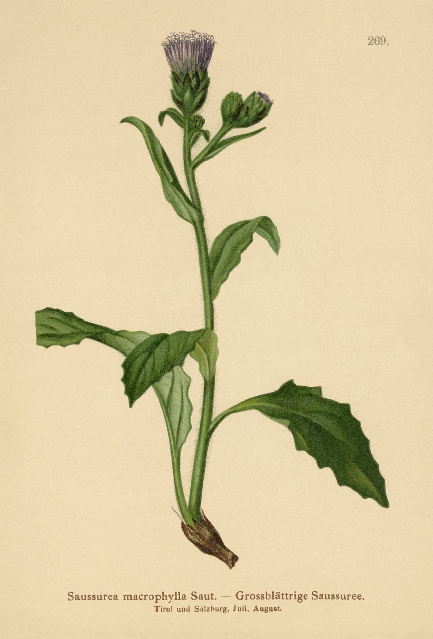 Nagylevelű fűrészfű (Saussurea macrophylla, Saussurea alpina ssp. macrophylla) alkotó: German School