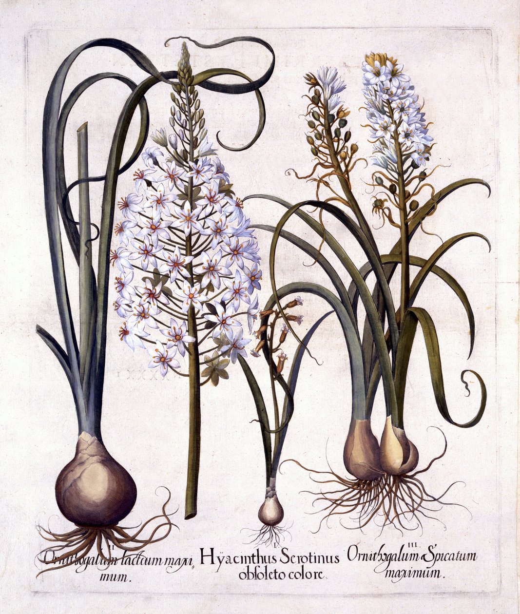 Késői Jácint és Betlehemi csillag, a Hortus Eystettensisből, Basil Besler (1561-1629), pub. 1613 (kézzel színezett metszet) alkotó: German School
