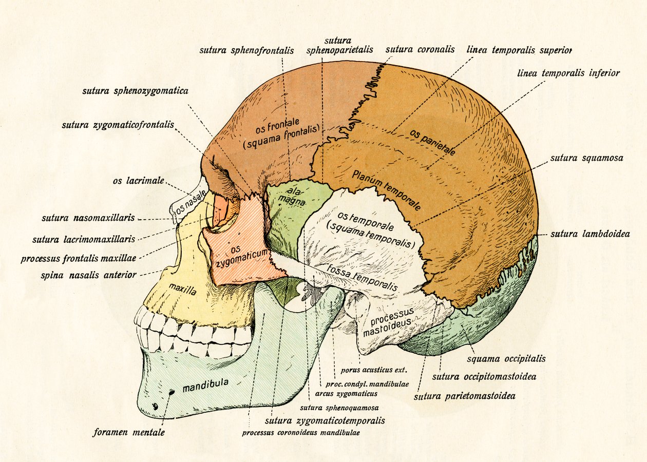 Az emberi koponya csontjainak oldalsó diagramja alkotó: German School