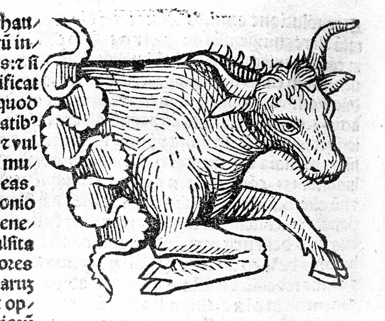 Le Taurus - John Angelo Értekezésében az évek és forradalmaik nagy összefüggéseiről. Augsburg, Erhard Ratdolt alkotó: German School