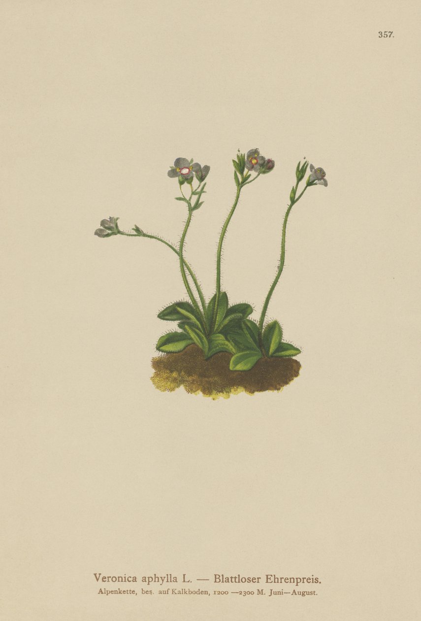 Lombtalan szárú Speedwell (Veronica aphylla) alkotó: German School