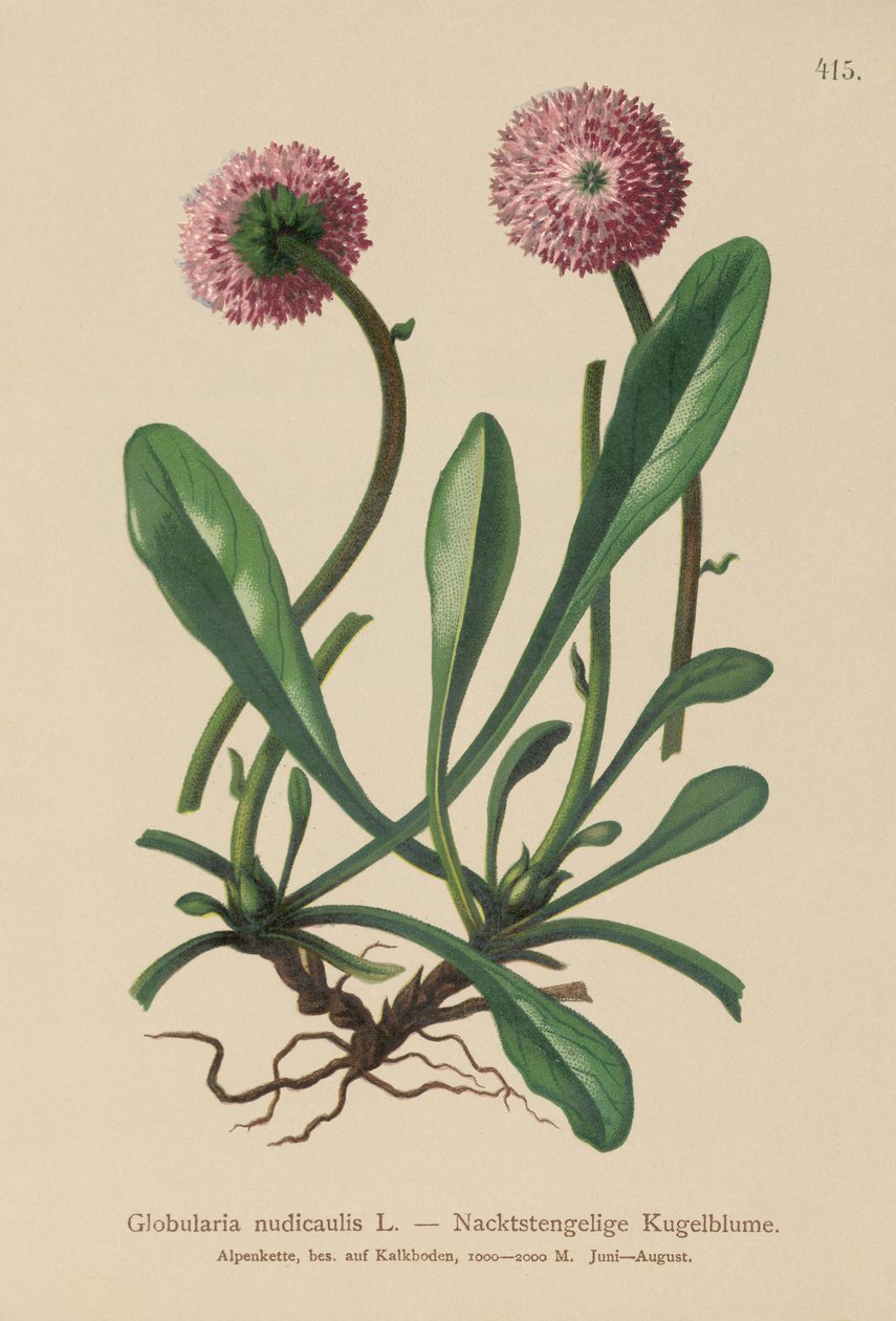 Levéltelen szárú globularia (Globularia nudicaulis) alkotó: German School