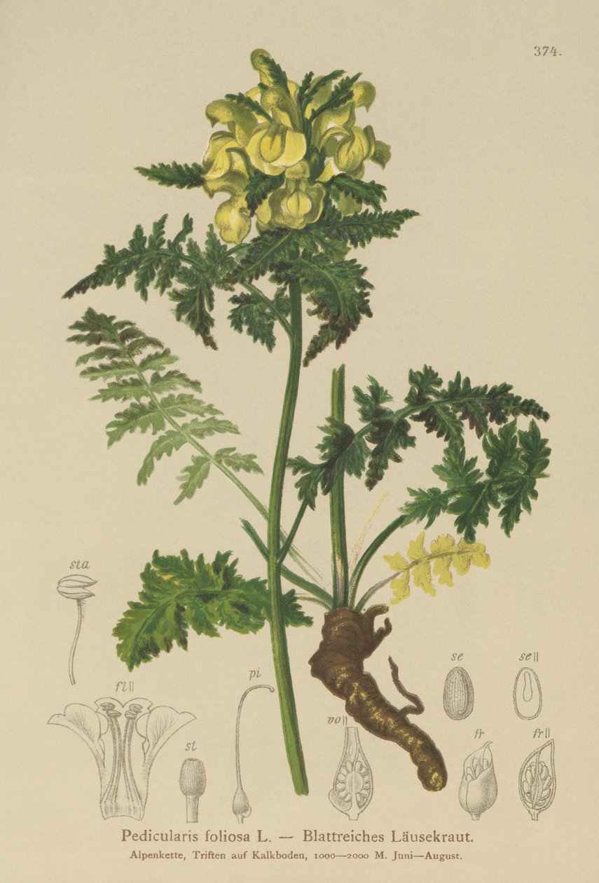 Leveles tetű (Pedicularis foliosa) alkotó: German School