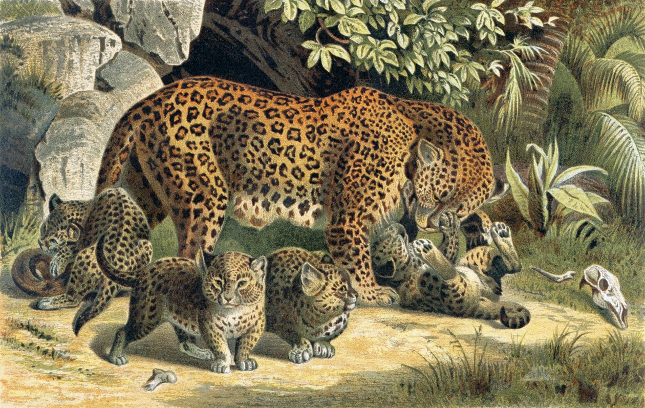 Leopard, lemez a Brehm