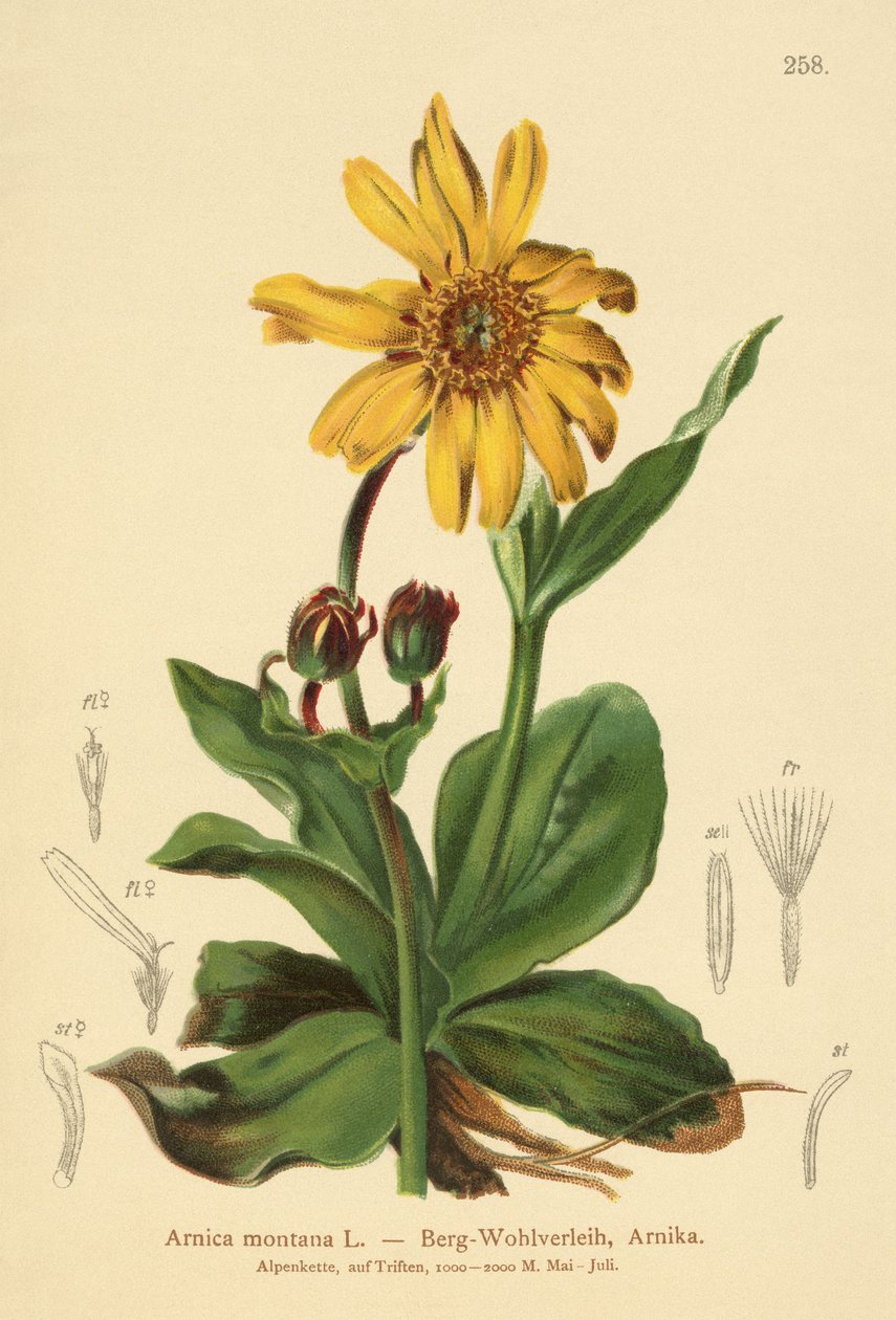 Leopárdok (Arnica montana) alkotó: German School