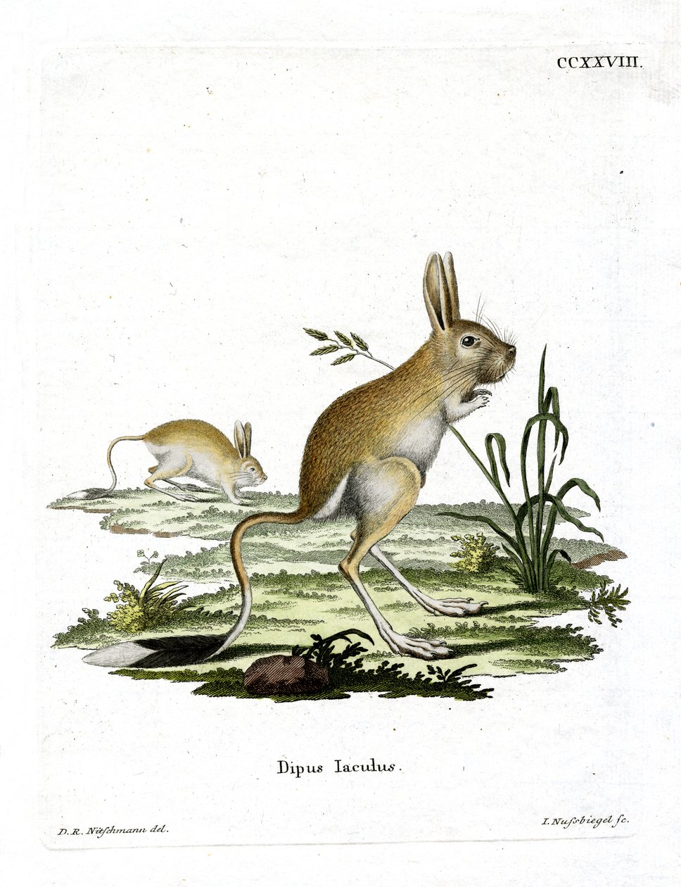 Kis egyiptomi jerboa (színes metszet) alkotó: German School