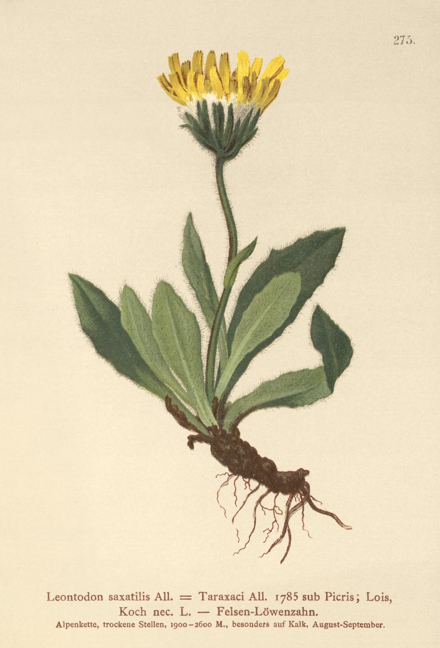 Lesser Hawkbit (Leontodon saxatilis, Leontodon Taraxaci) alkotó: German School