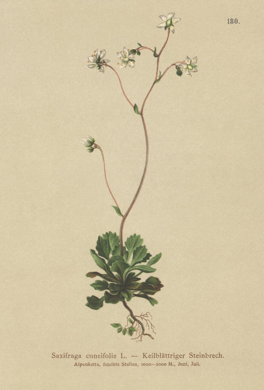 Kis-Londoni büszkeség (Saxifraga cuneifolia) alkotó: German School