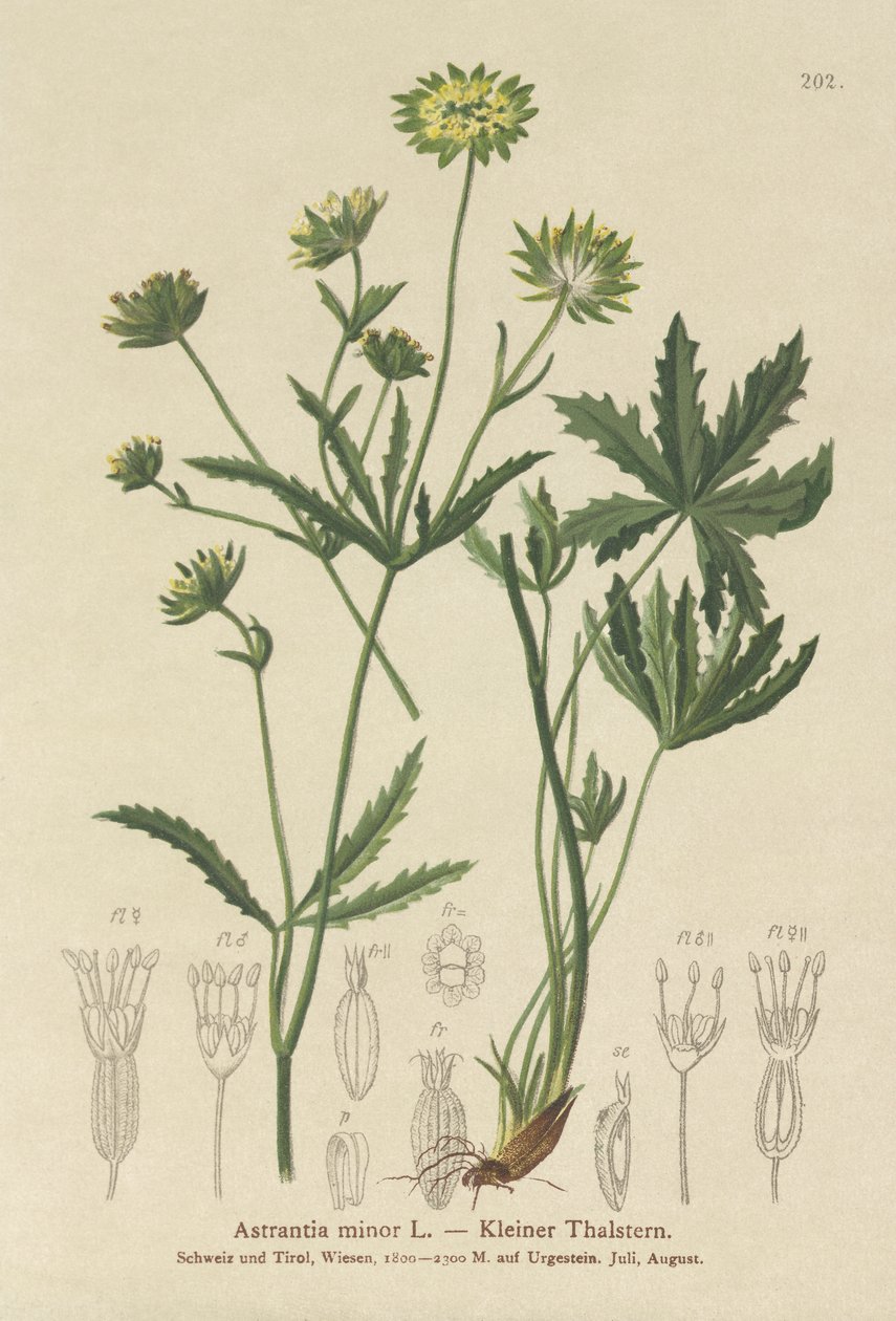 Lesser Masterwort (Astrantia minor) alkotó: German School