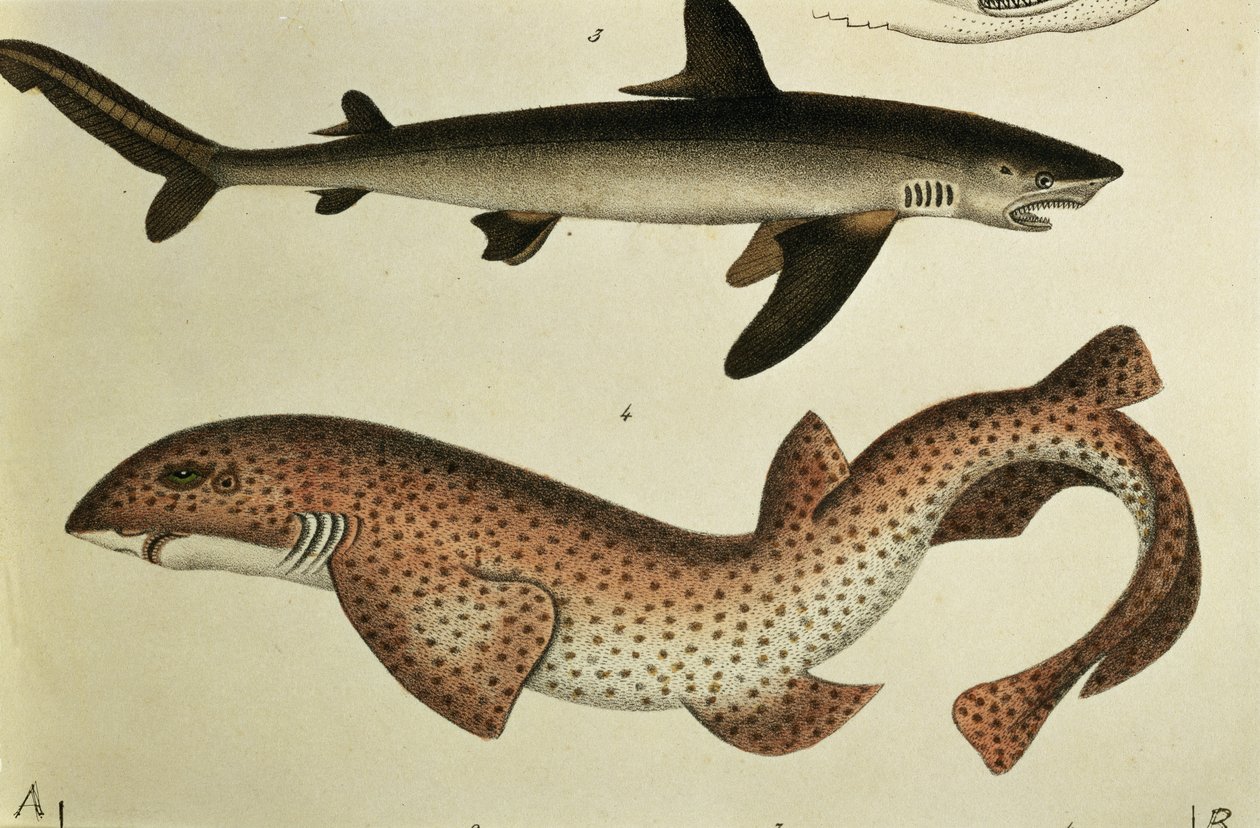 Lesser Spotted Dogfish, Pl. 93 from "Natural History and Illustration of Fish", H.R. Schinz, 1836 alkotó: German School