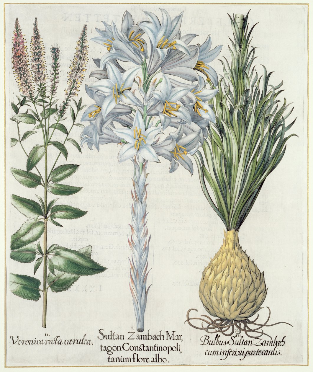 Liliom: 1. Zambach Martagon konstantinápolyi szultán fehér virág 2. Veronica recta carnlea 3. Bulbus Sultan Zambach cuminfeunipartecaulis, a Hortus Eystettensisből, Basil Besler (1561-1629), pub. 1613 alkotó: German School