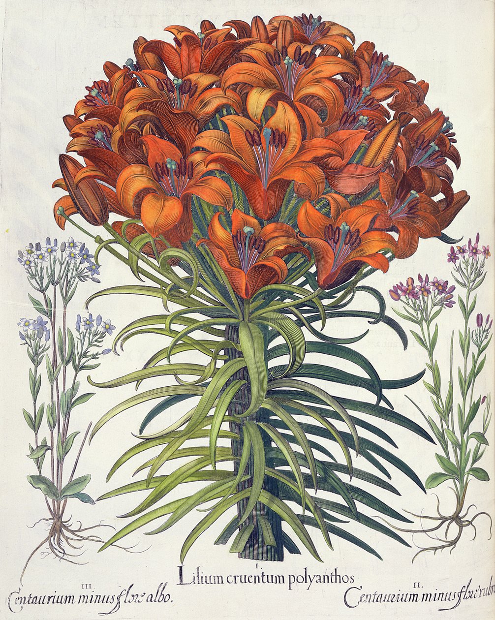 Liliom és bükk: 1. Lilium véres polyanthos; 2.Centaurium mínusz vörös virág; 3. Centaurium minus flore albo, a Hortus Eystettensisből, Basil Besler (1561-1629), pub. 1613 alkotó: German School