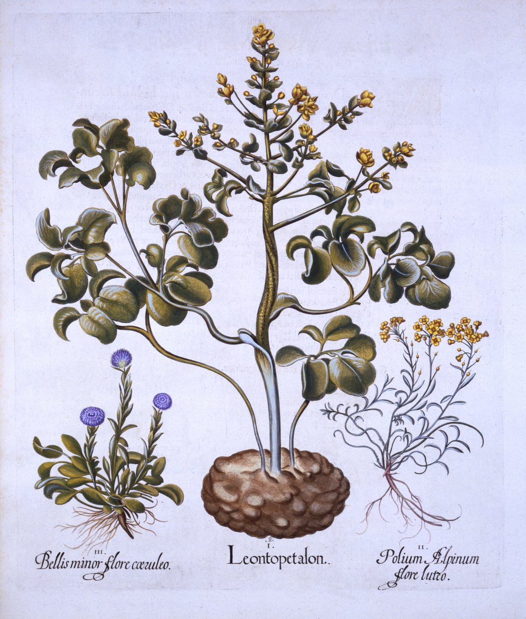 Oroszlánlevél és alpesi virágok, a Hortus Eystettensistől, Basil Besler (1561-1629), pub. 1613 (kézzel színezett metszet) alkotó: German School