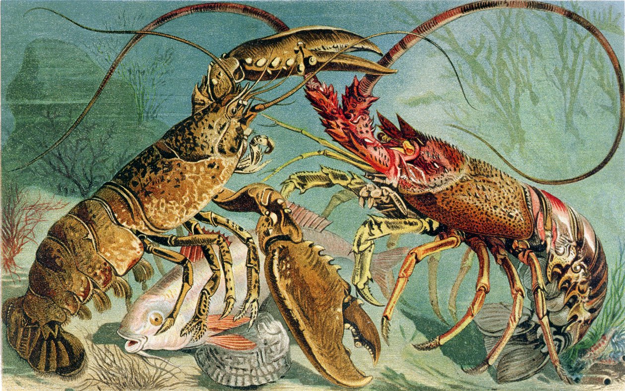 Homár és tüskés homár, Brehms Tierleben tányérja: Allgemeine Kunde des Tierreichs, 10. kötet, 44. o., a Bibliográfiai Intézet kiadása, 1893 alkotó: German School