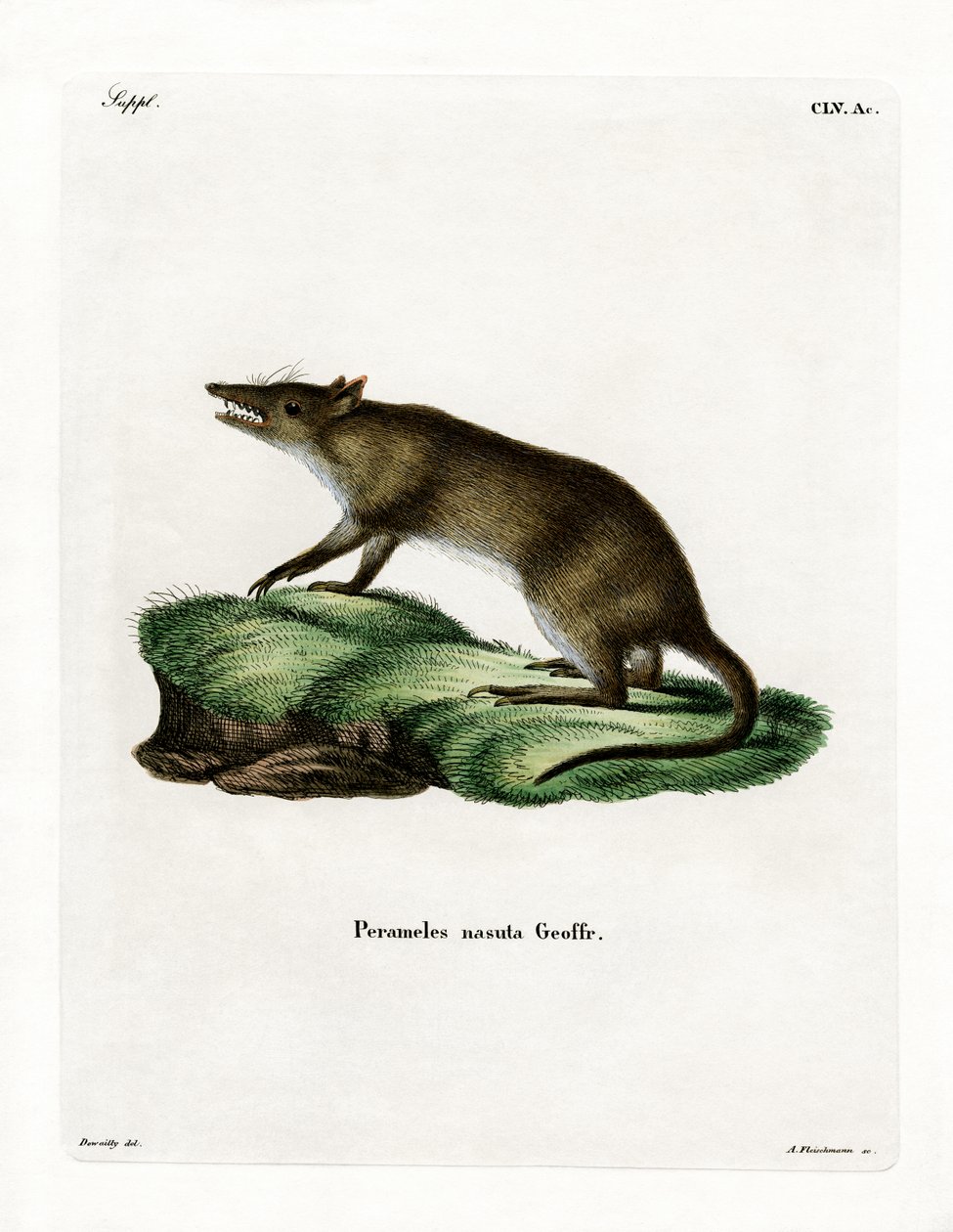 Hosszú orrú Bandicoot (színes metszet) alkotó: German School