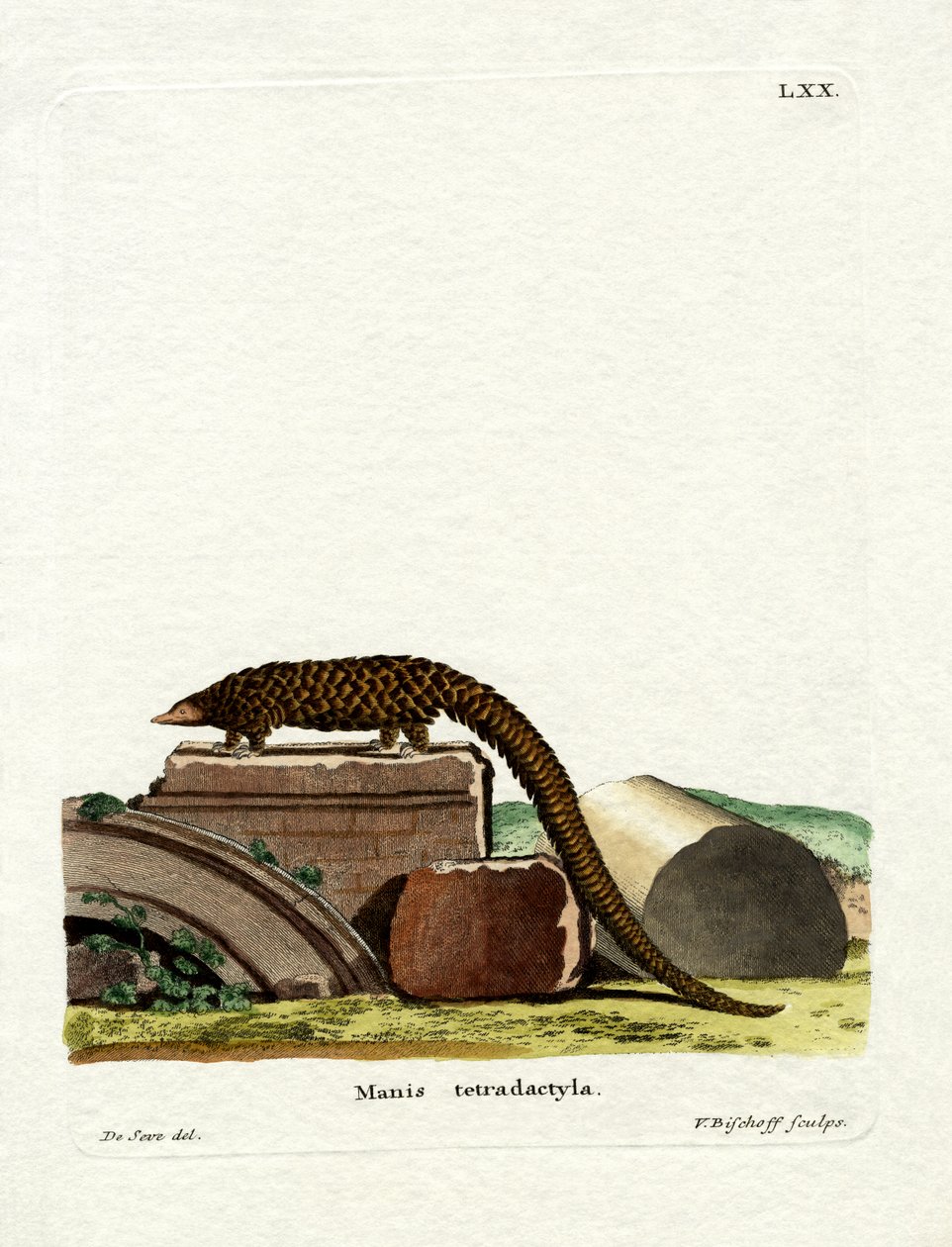 Hosszúfarkú Pangolin (színes metszet) alkotó: German School