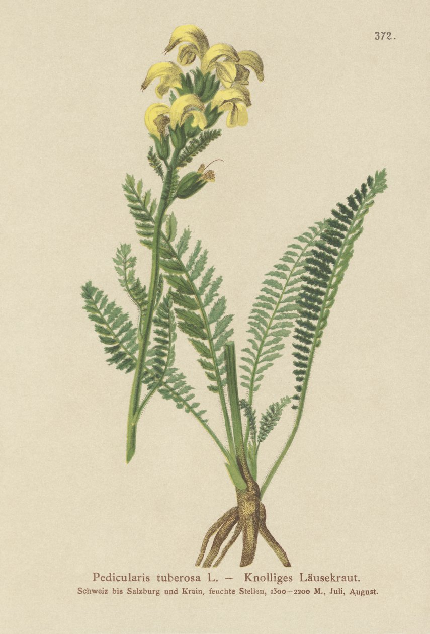 Hosszúcsőrű sárgatetű (Pedicularis tuberosa) alkotó: German School