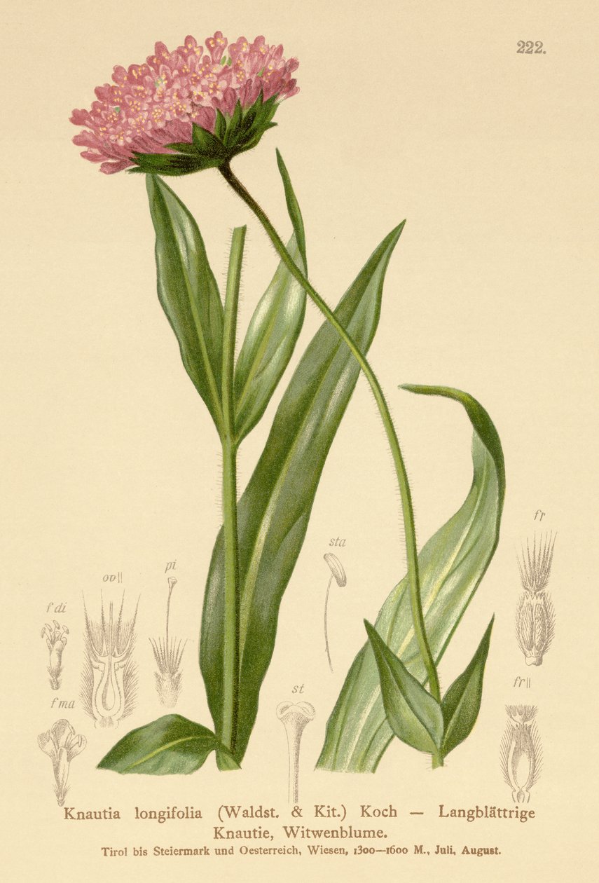 Hosszú levelű özvegyvirág (Knautia longifolia) alkotó: German School
