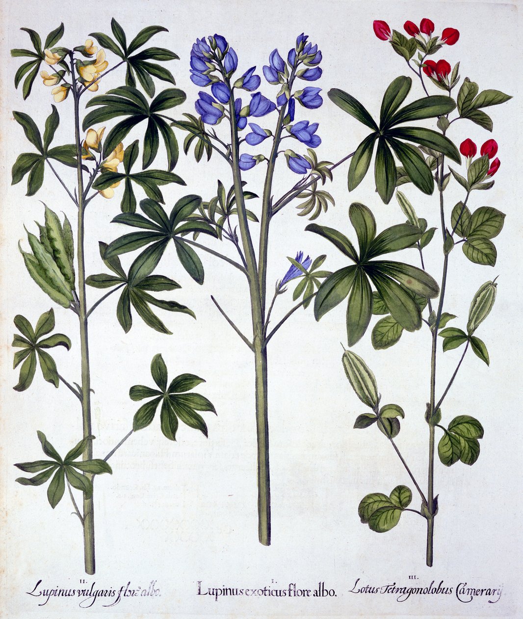 Csillagfürt és vörös spárgaborsó, a Hortus Eystettensisből, Basil Besler (1561-1629), pub. 1613 (kézzel színezett metszet) alkotó: German School